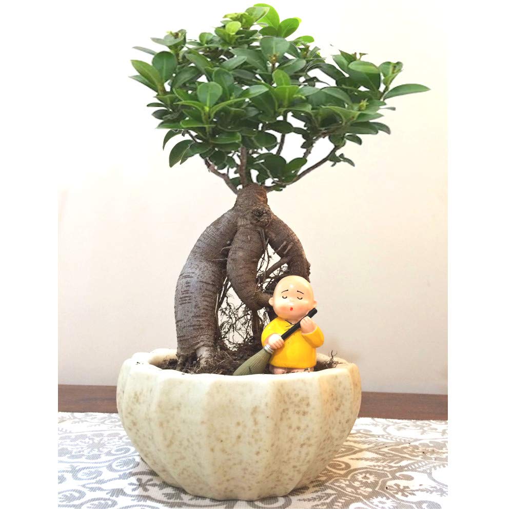 ficus plant bonsai tree online