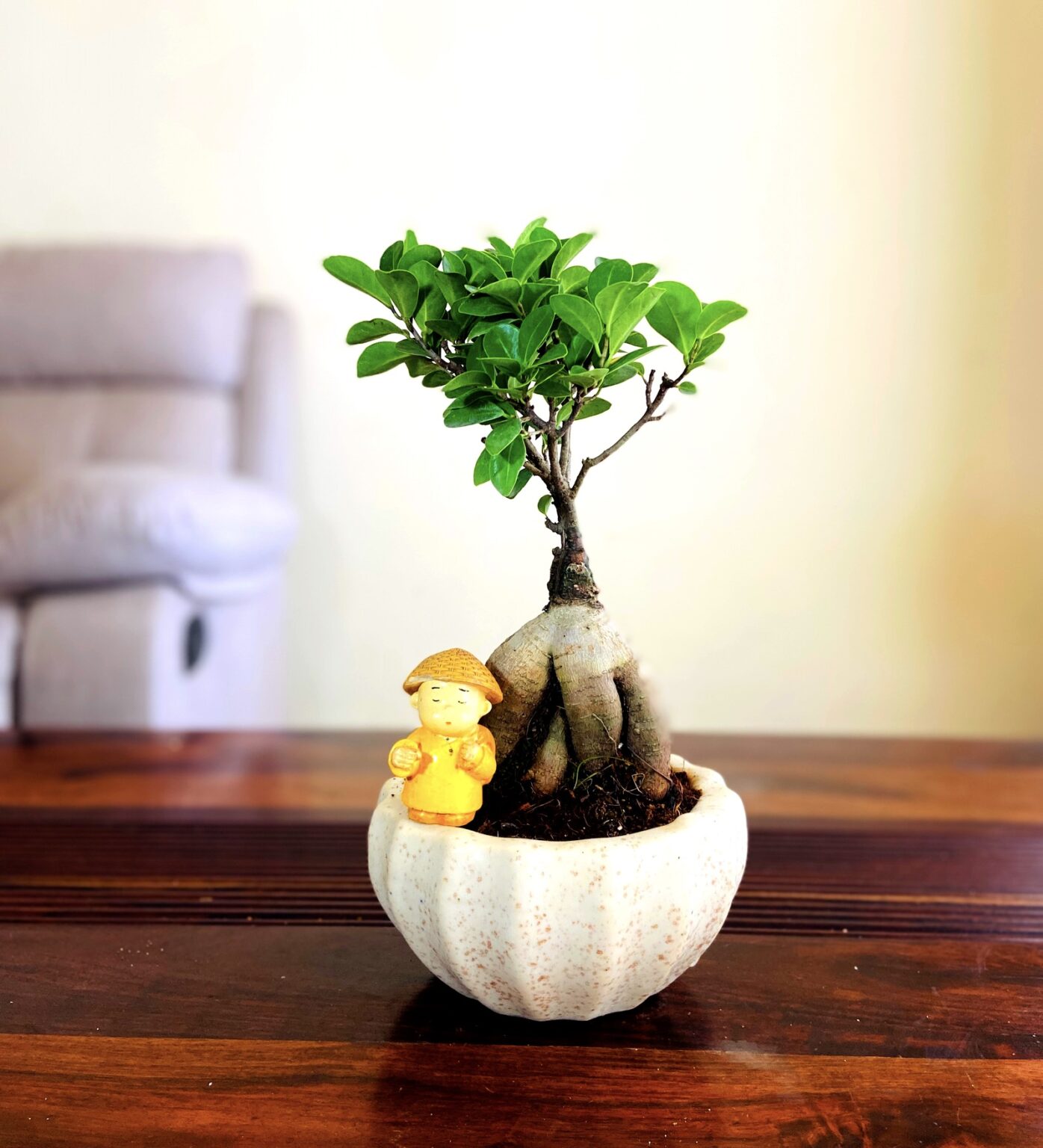 Bonsai Tree Price In India & Suggestions [Updated 2023]