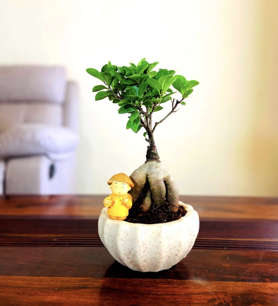 grafted ficus bonsai plant in kamrak fruit ceramic pot with monk decor figurine