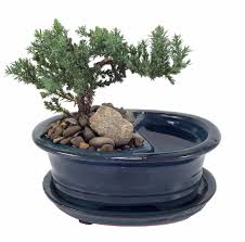bonsai tree pot online