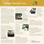 indoor bonsai tree care
