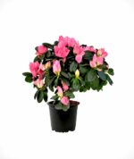 azalea-plant