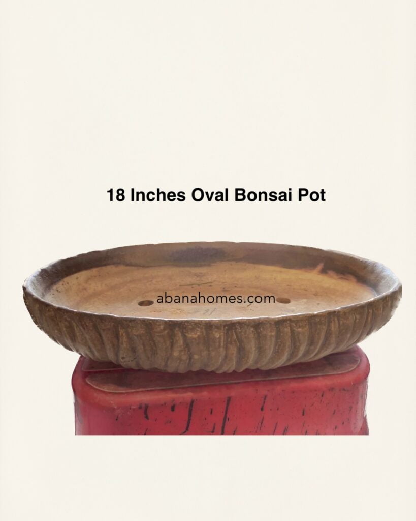 large bonsai pots