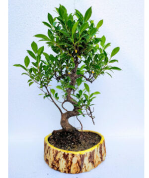 ficus bonsai s shape