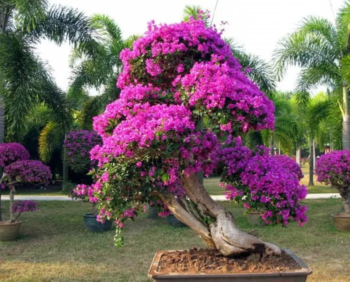 Bougainvillea Bonsai Plants