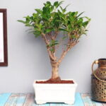 Ficus Bonsai plant i shape