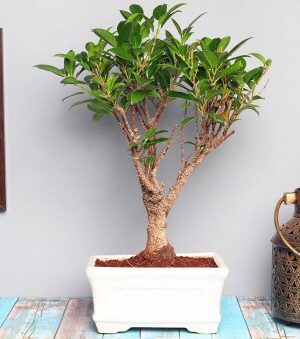 Ficus Bonsai plant i shape