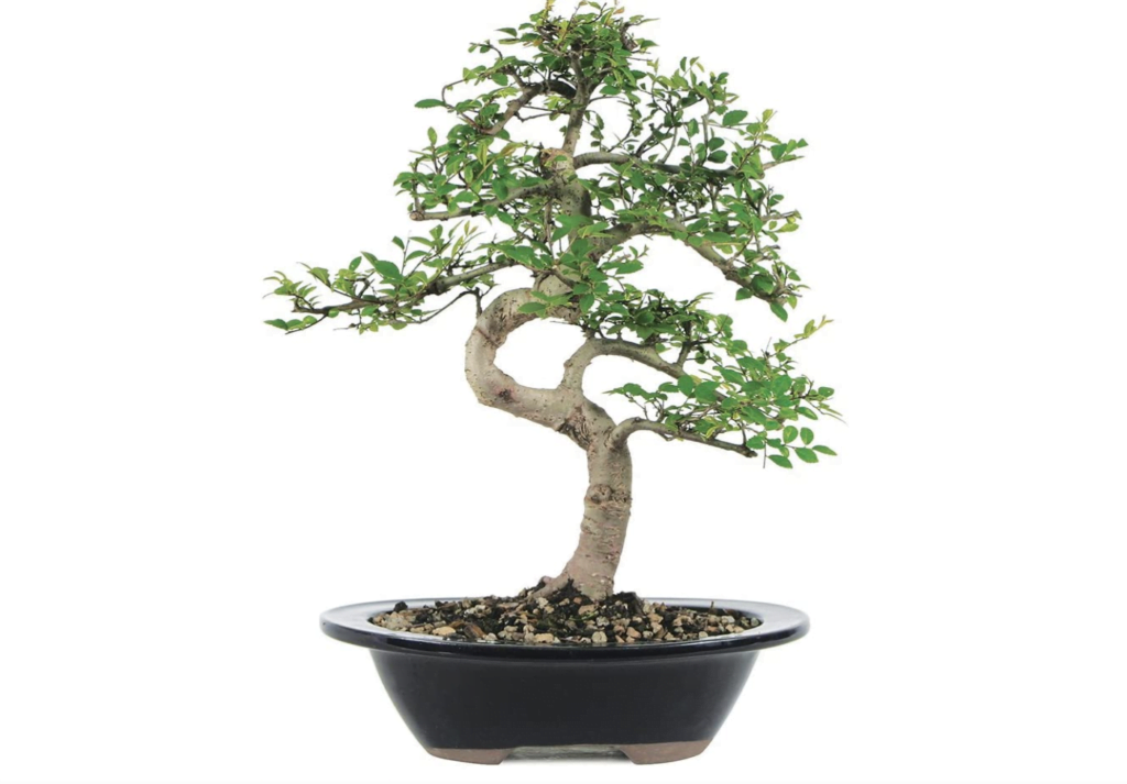 Cherry Blossom Bonsai Silk Tree