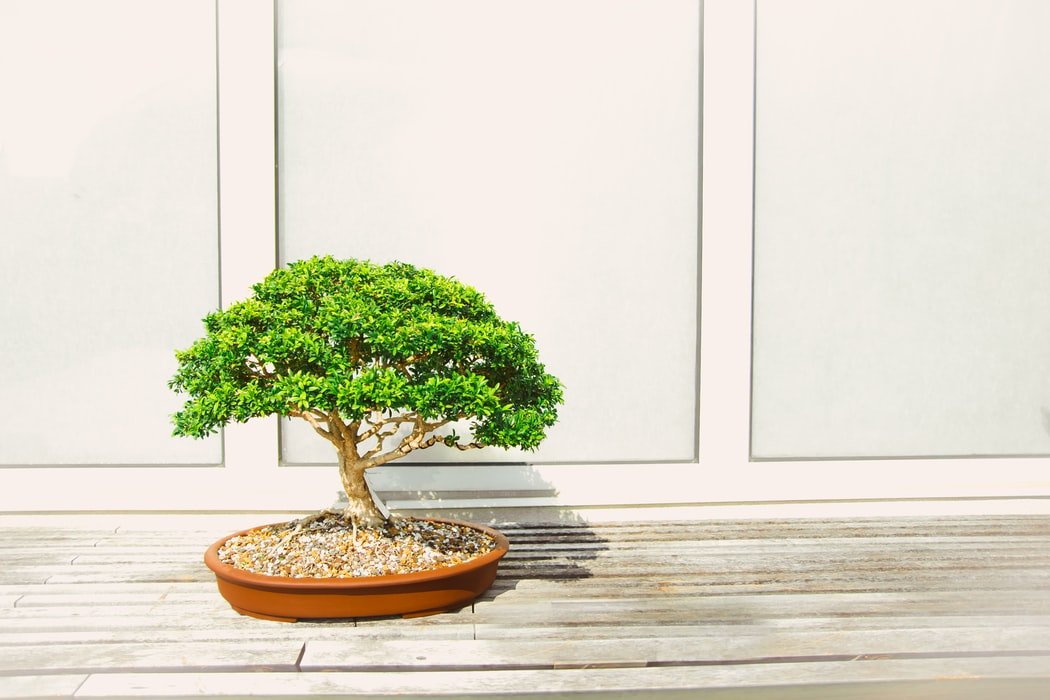 Indoor Houseplant or Office Best Gift SmartMe 4 Years Bonsai Money Tree Grove Plant 