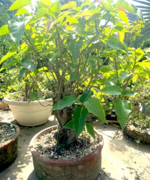 peepal bonsai