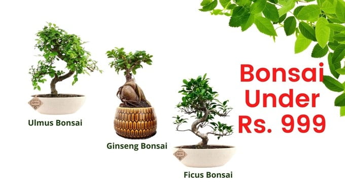 bonsai tree under 999