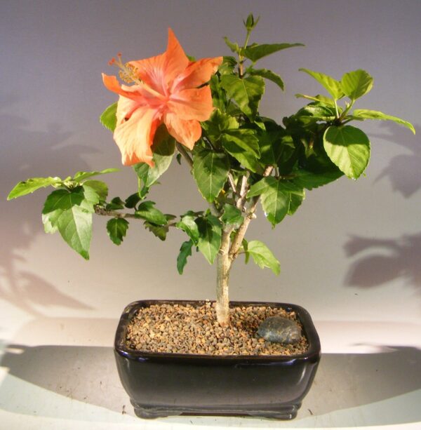 hibiscus bonsai plant