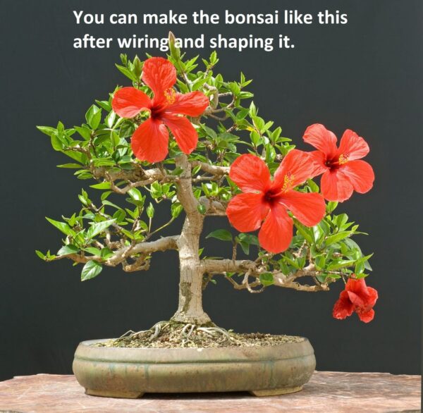 hibiscus bonsai plant