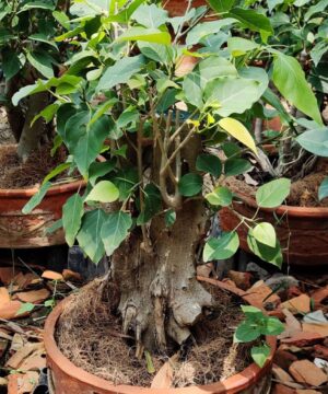 Cómo cultivar y cuidar un árbol bonsái peepal