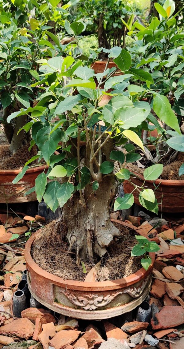 Peepal Bonsai Tree - 15 Year old (Only for Delhi/Noida)