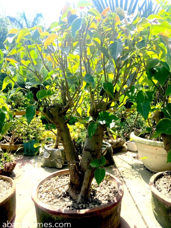 peepal bonsai tree