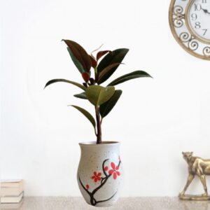 Rubber Plant with Ceramic Pot