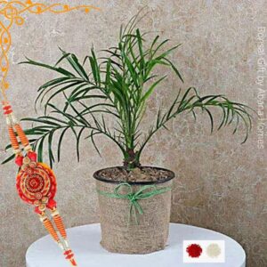 Buy Areca Palm Plant Online Abana Homes