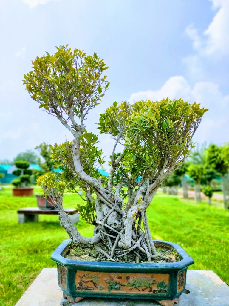 Ficus Bonsai Plants for Home