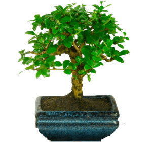 flowering bonsai tree abana homes