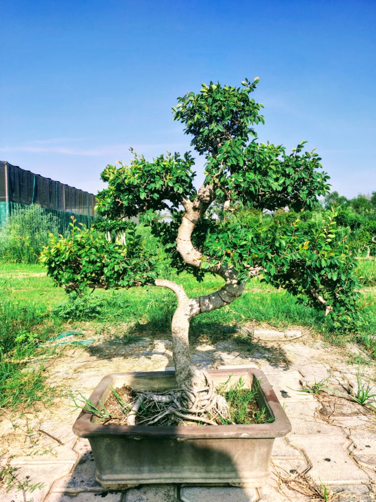 Chinese Elm Ulmus Bonsai For home