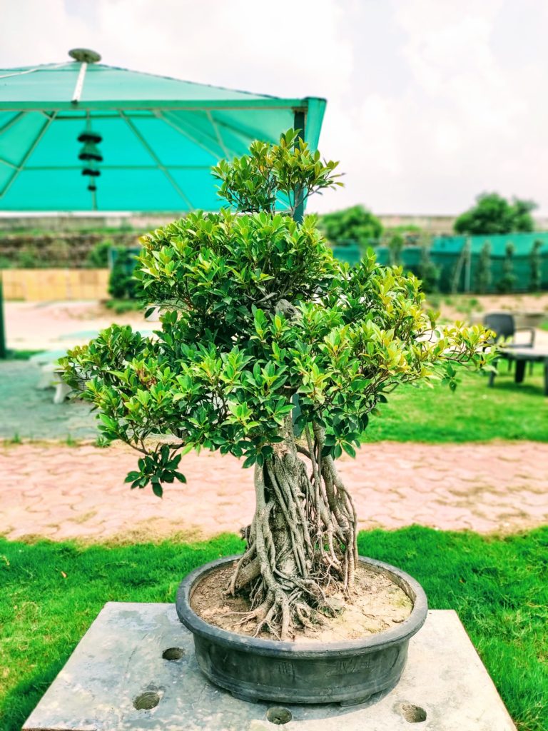 Gorgeous Old Ficus Bonsai Plant