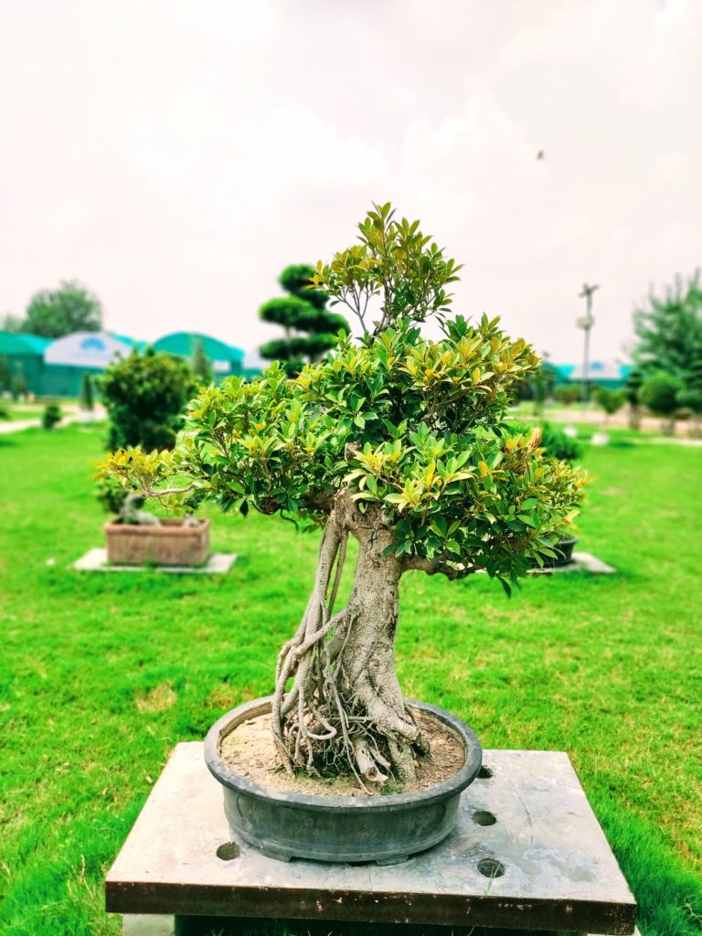 Beautiful Bonsai Tree for Home