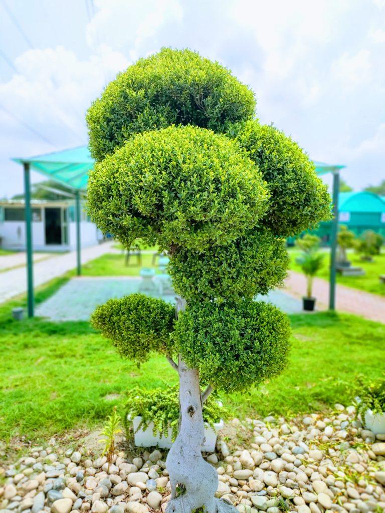 Bonsai Plants In India