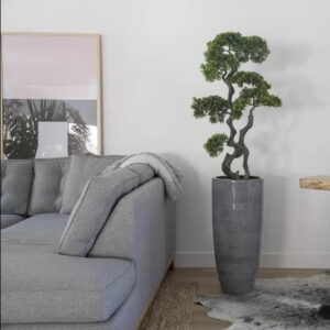 ficus bonsai plants in the living room