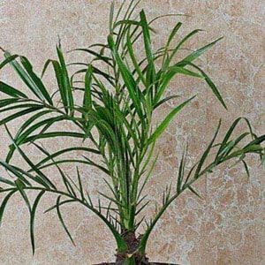 phoenix palm indoor plant leaves