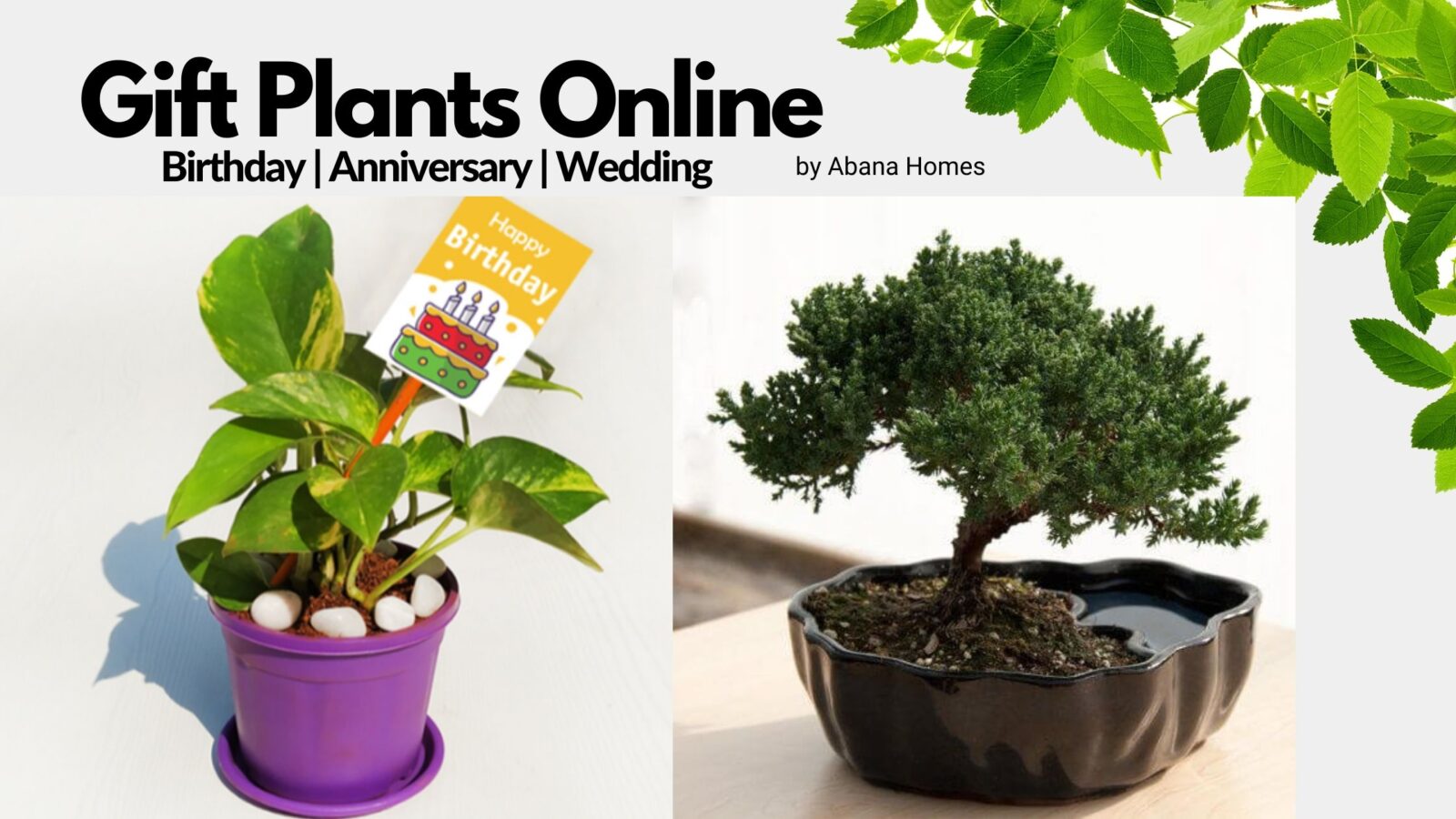 Plant gifts online