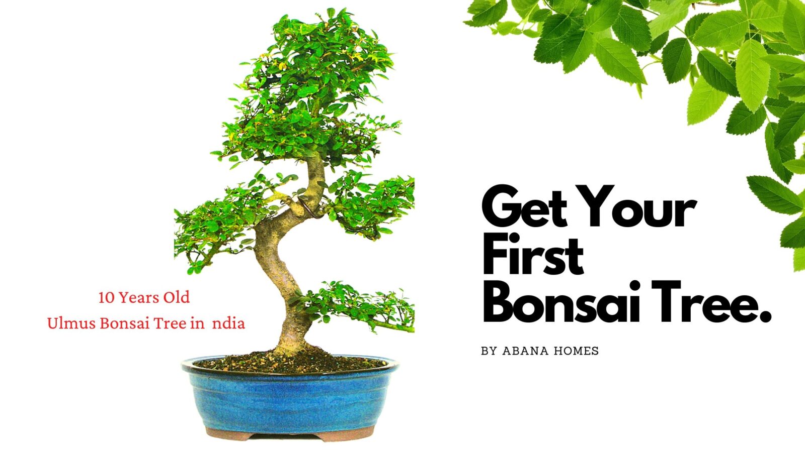 ulmus bonsai tree