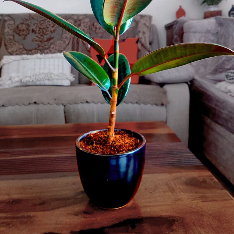 Rubber plant in black ceramic pot by Abana Homes