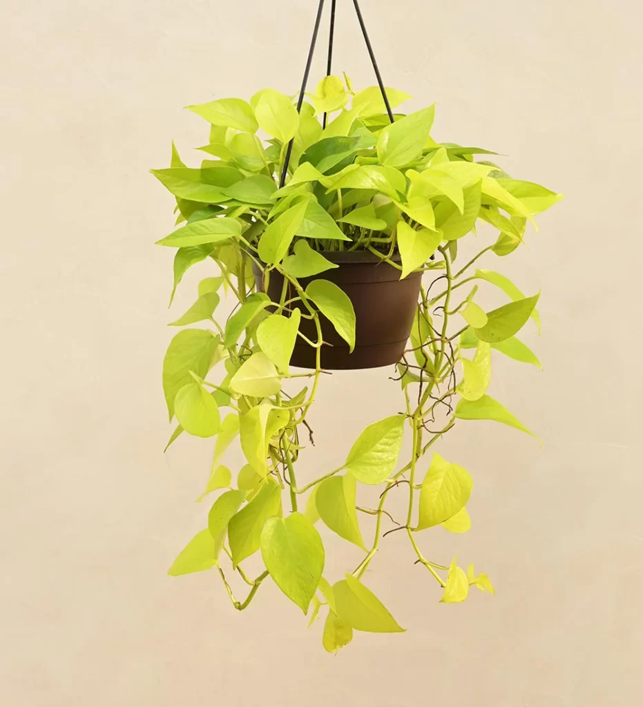 money-plant-golden-with-hanging-pot