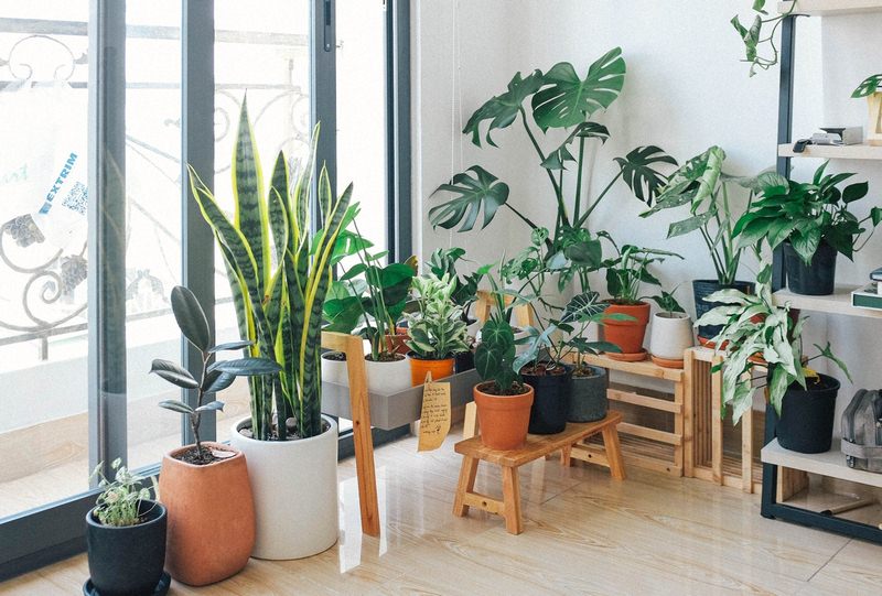 buy plants online