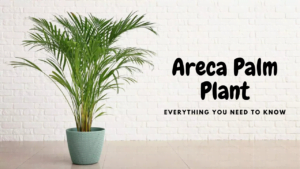 Areca Palm Plant