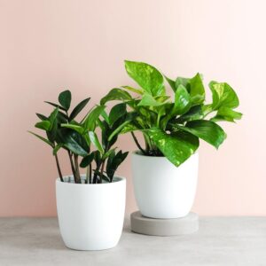 curated collection of plants