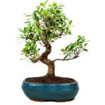 ficus tree bonsai