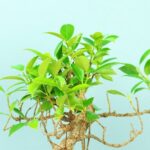 ficus plant bonsai