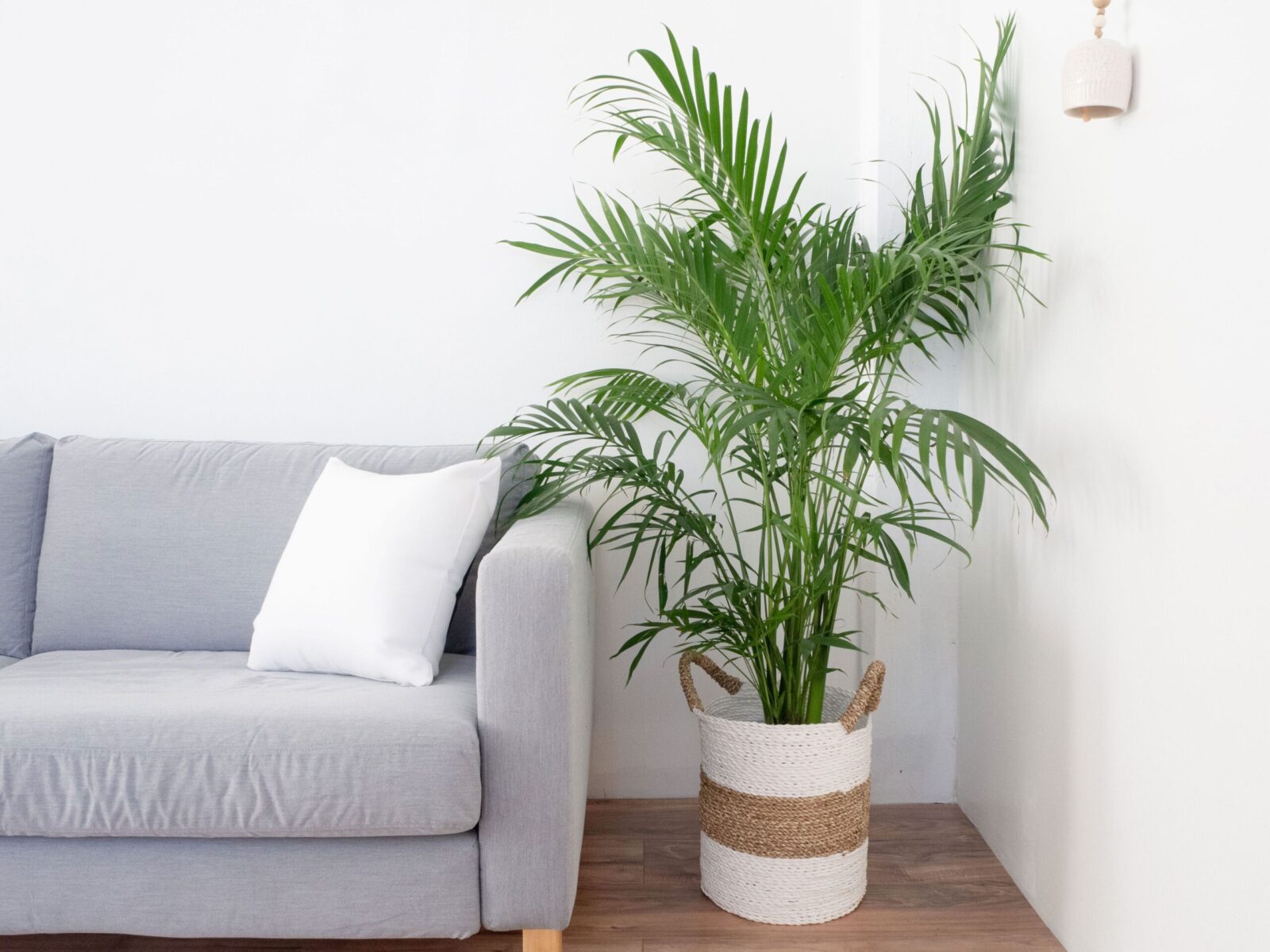 Buy Areca Palm Plant Online Abana Homes