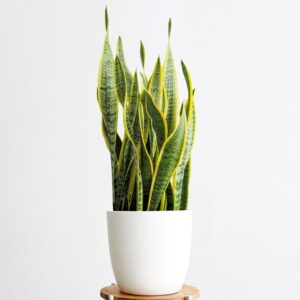 Golden Snake Plant