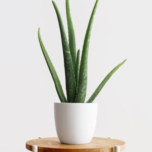 Small Aloe Vera on Table Indoor Plant