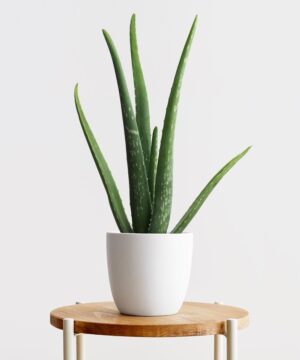 Small Aloe Vera on Table Indoor Plant