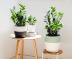 ZZ plant set for indoor garden