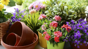 Best indoor flowering plants