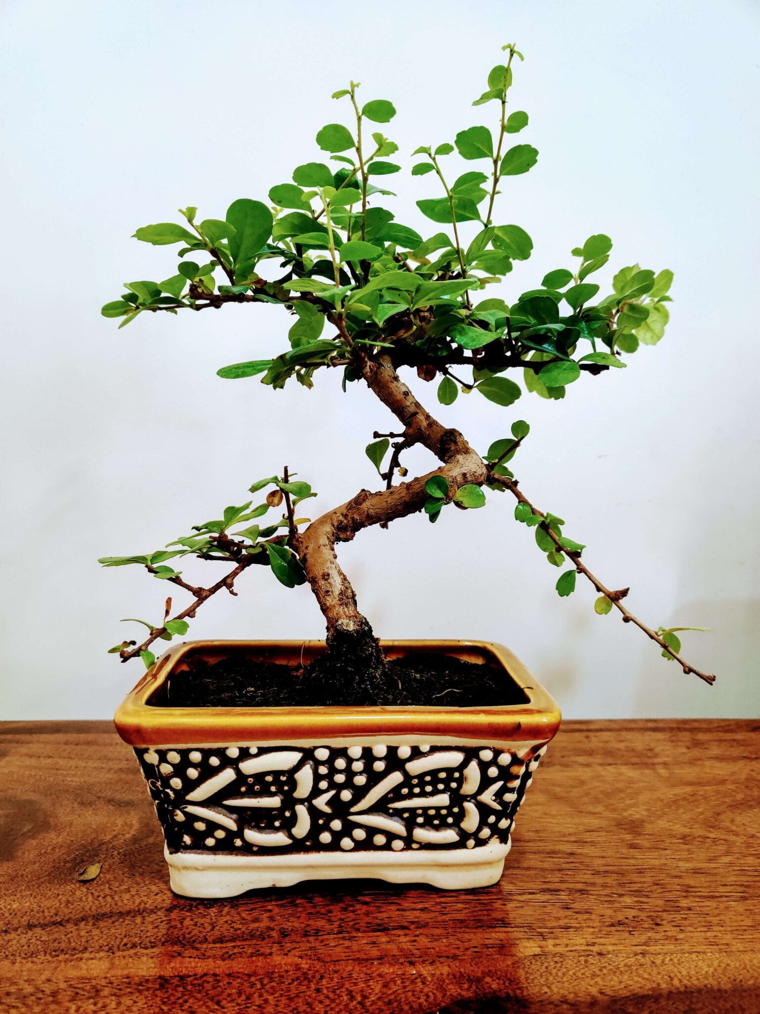 Carmona Flowering Bonsai Plants - 3-4 Years Old x 20cm - Abana Homes