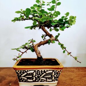 Carmona Indoor Bonsai Plants