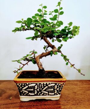 Carmona Indoor Bonsai Plants