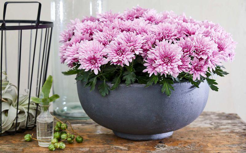 Chrysanthemums