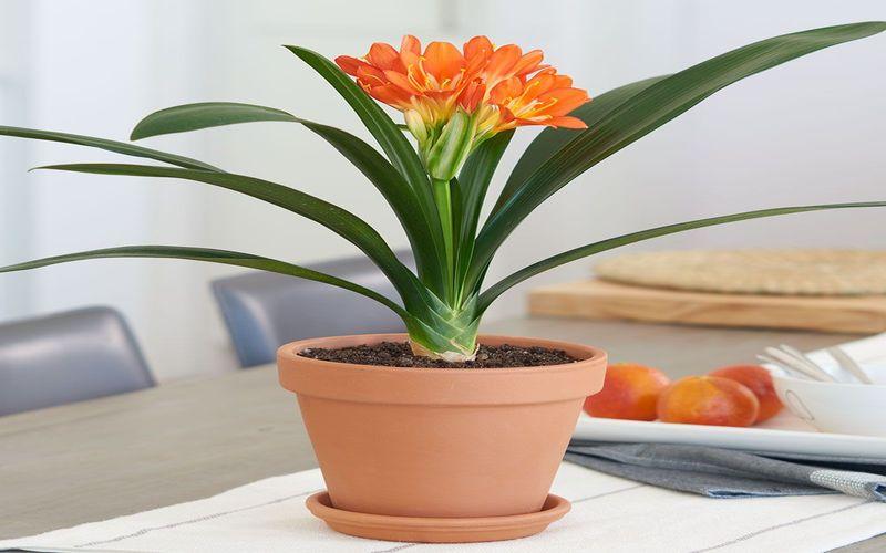 Clivia